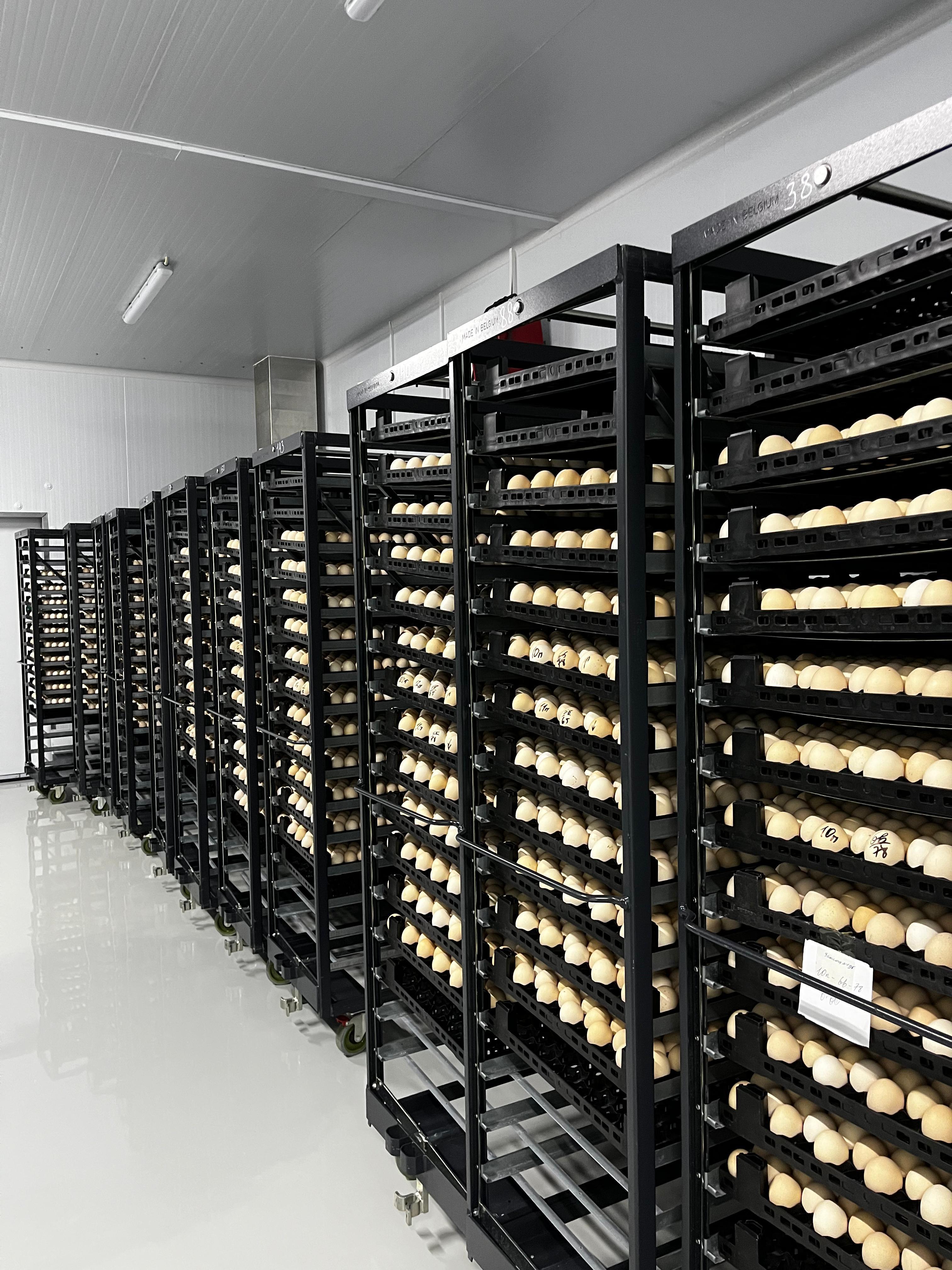 Инкубациялық жұмыртқаны газдау камерасының құрылысы